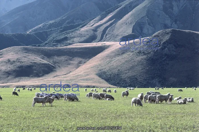 : Sheep in New Zealand : Sheep in New Zealand