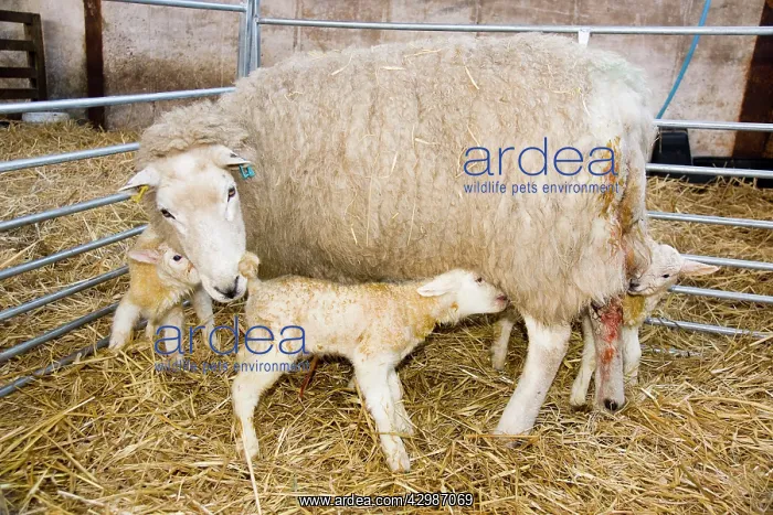  : Sheep - with newborn triplet lambs in lambing pen