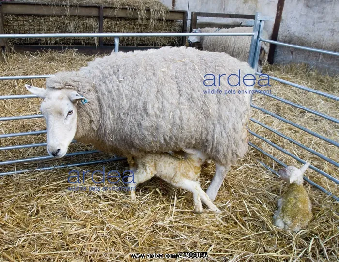  : Sheep - with newborn twin lambs in lambing pen