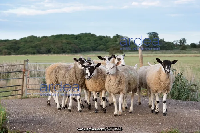 : Sheep - Norfolk Broads UK : Sheep - Norfolk Broads UK
