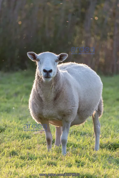 : Sheep on Norfolk grazing marsh : Sheep on Norfolk grazing marsh