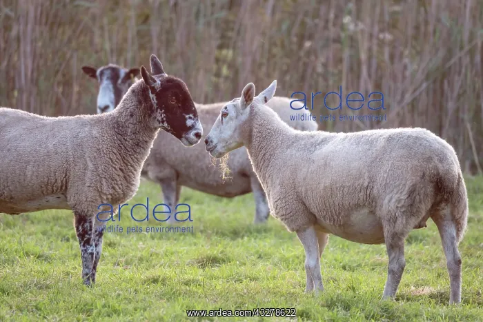 : Sheep on Norfolk grazing marsh : Sheep on Norfolk grazing marsh