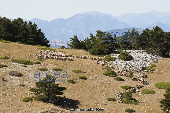 : Sheep on the northern slopes of Mount Ventoux France : Sheep on the northern slopes of Mount Ventoux France