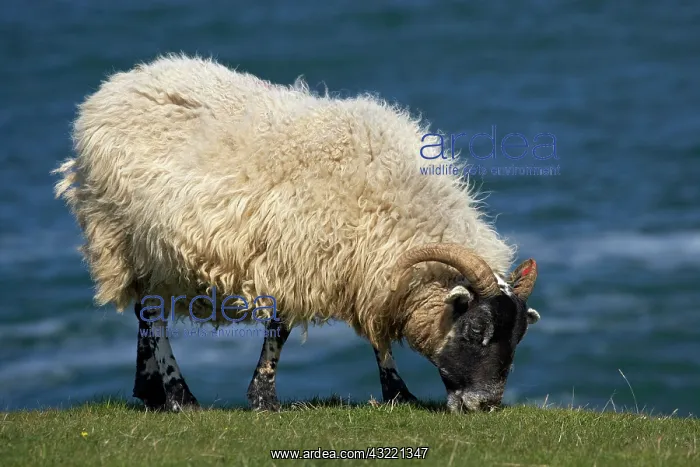  : Sheep, Northumberland, England