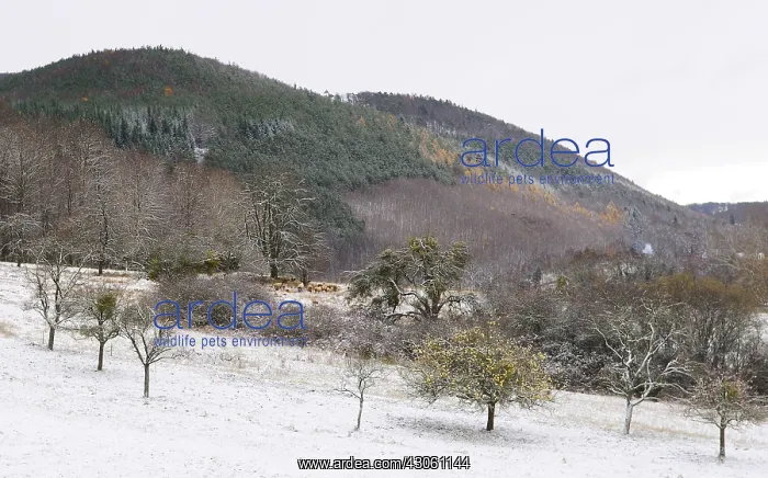 : Sheep and orchard in the first snows Vosges France : Sheep and orchard in the first snows Vosges France