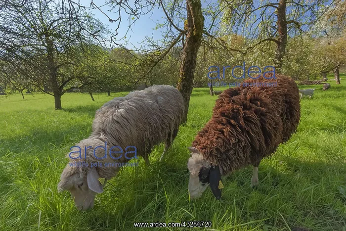 : sheep in orchard - an idyllic scene with a herd : sheep in orchard - an idyllic scene with a herd