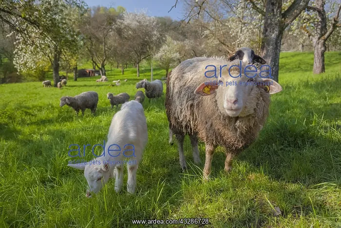 : sheep in orchard - an idyllic scene with a herd : sheep in orchard - an idyllic scene with a herd