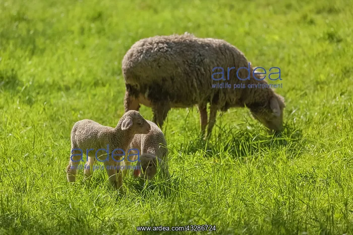 : sheep in orchard - a mother sheep with two little : sheep in orchard - a mother sheep with two little