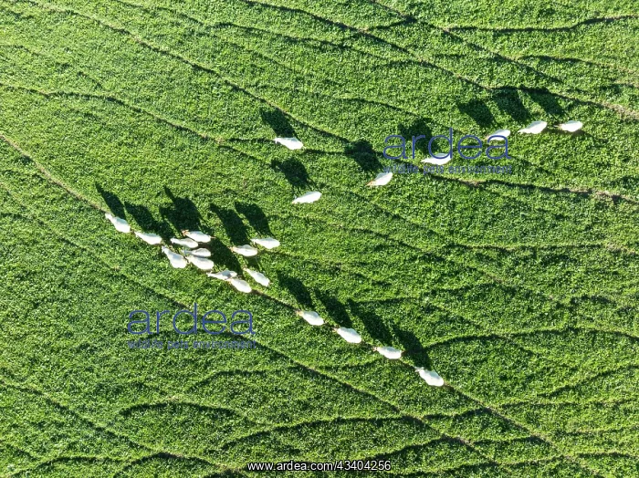 : Sheep (Ovis aries). Aerial view. Drone shot. C diz : Sheep (Ovis aries). Aerial view. Drone shot. C diz