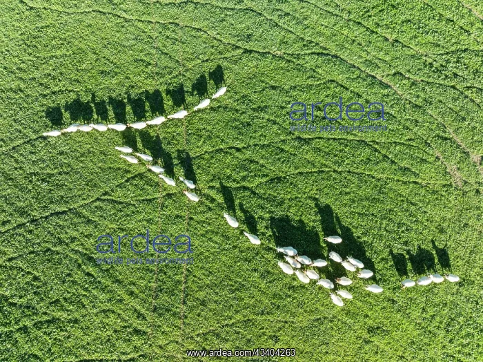  : Sheep (Ovis aries). Aerial view. Drone shot. C diz