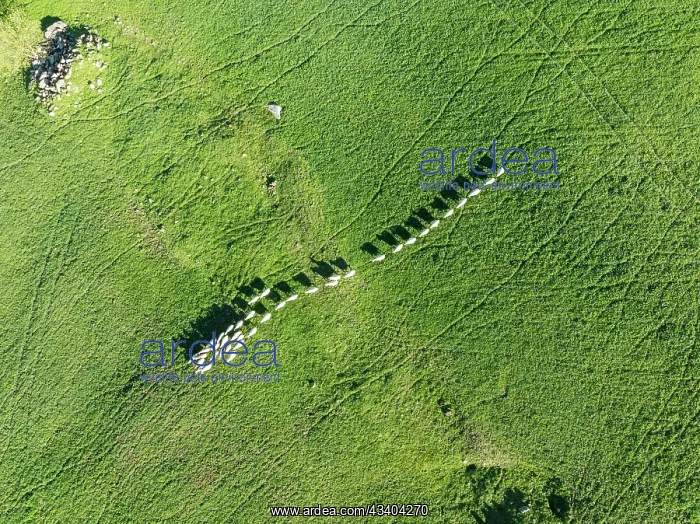 : Sheep (Ovis aries). Aerial view. Drone shot. C diz : Sheep (Ovis aries). Aerial view. Drone shot. C diz