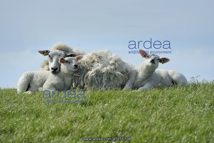 : Sheep (Ovis aries) with two lambs on Waddendike : Sheep (Ovis aries) with two lambs on Waddendike