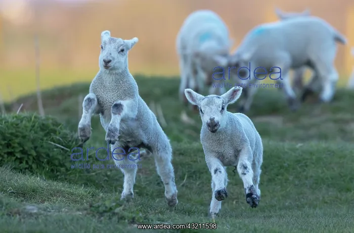 : Sheep (Ovis aries) srunning in a meadow, England : Sheep (Ovis aries) srunning in a meadow, England