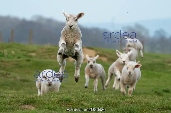 : Sheep (Ovis aries) srunning in a meadow, England : Sheep (Ovis aries) srunning in a meadow, England