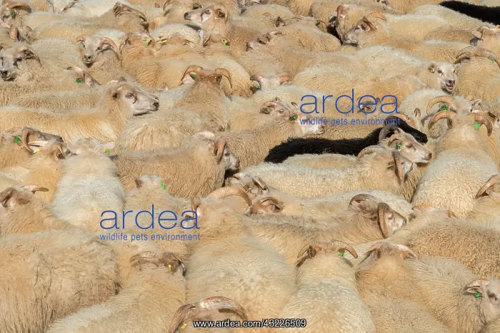 : Sheep (Ovis aries) stand densely packed in a pen : Sheep (Ovis aries) stand densely packed in a pen