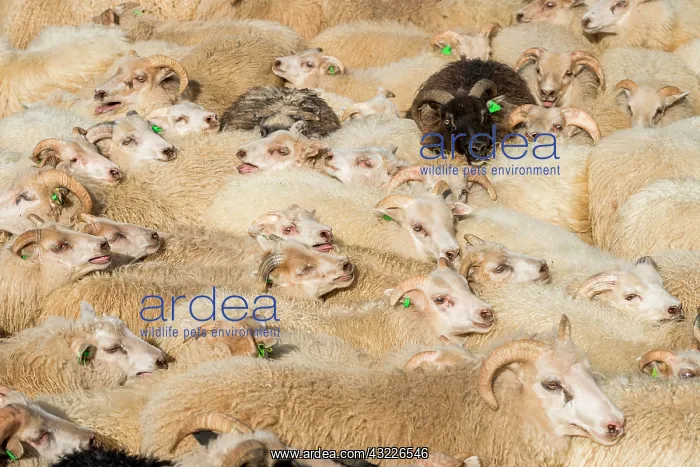 : Sheep (Ovis aries) stand densely packed in a pen : Sheep (Ovis aries) stand densely packed in a pen