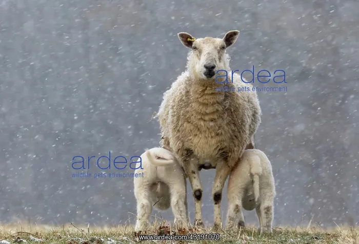 : Sheep ( Ovis aries) standing in falling snow, England : Sheep ( Ovis aries) standing in falling snow, England
