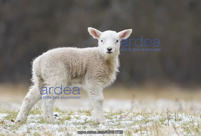 : Sheep ( Ovis aries) standing in a snow covered meadow : Sheep ( Ovis aries) standing in a snow covered meadow