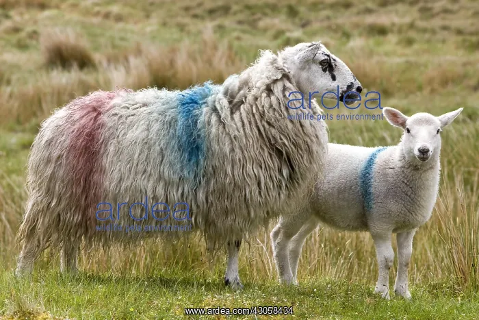 : Sheep painted the colors of the Irish owner : Sheep painted the colors of the Irish owner