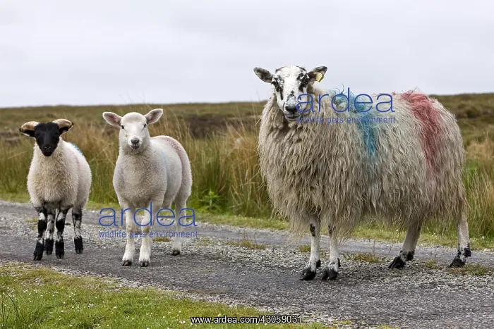 : Sheep painted the colors of the Irish owner : Sheep painted the colors of the Irish owner