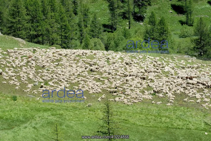 : Sheep parking - Upper Valley Clarse Alpes France : Sheep parking - Upper Valley Clarse Alpes France