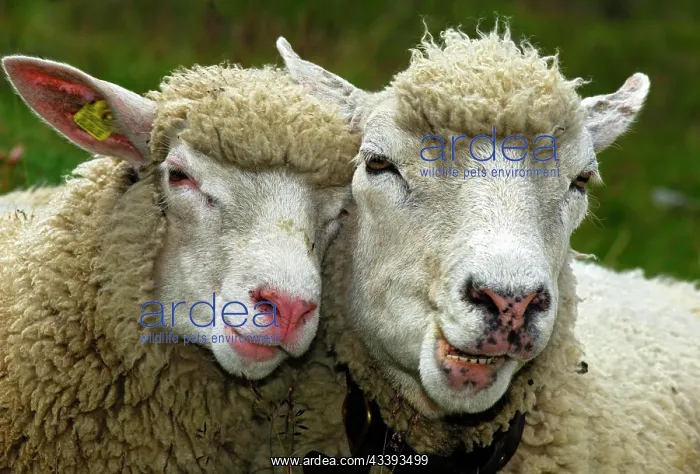 : Two sheep in partnership : Two sheep in partnership