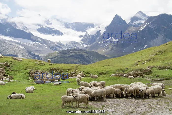 : Sheep pasture - Haute Maurienne Alpes France : Sheep pasture - Haute Maurienne Alpes France