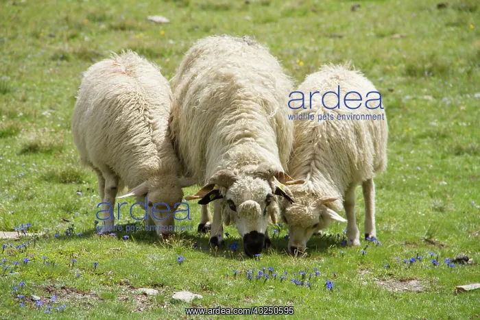 : Sheep pasture - Haute Maurienne Alpes France : Sheep pasture - Haute Maurienne Alpes France