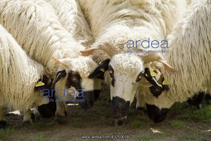 : Sheep pasture - Haute Maurienne Alpes France : Sheep pasture - Haute Maurienne Alpes France