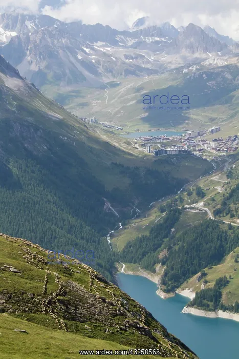 : Sheep pasture above the lake Chevril - Alpes France : Sheep pasture above the lake Chevril - Alpes France