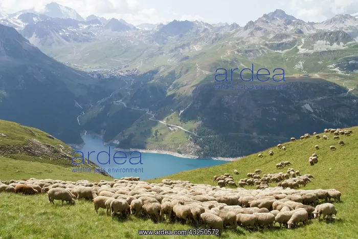 : Sheep pasture above the lake Chevril - Alpes France : Sheep pasture above the lake Chevril - Alpes France