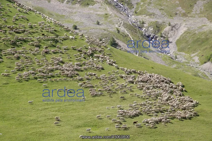 : Sheep in the pastures to the Col du Lautaret France : Sheep in the pastures to the Col du Lautaret France