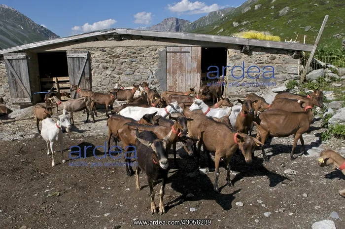 : Sheep in the pastures at the time of milking goats : Sheep in the pastures at the time of milking goats
