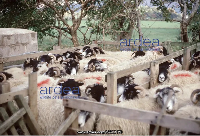 : Sheep in Pens : Sheep in Pens