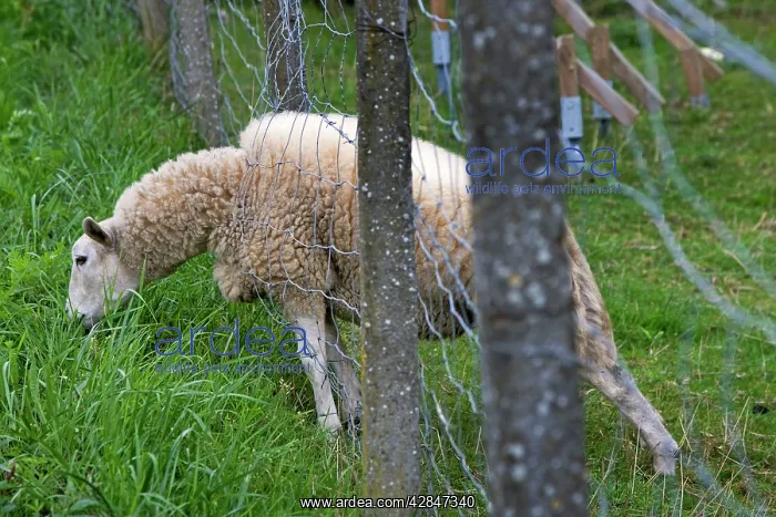 : Sheep - poking head through hole in fence to graze : Sheep - poking head through hole in fence to graze