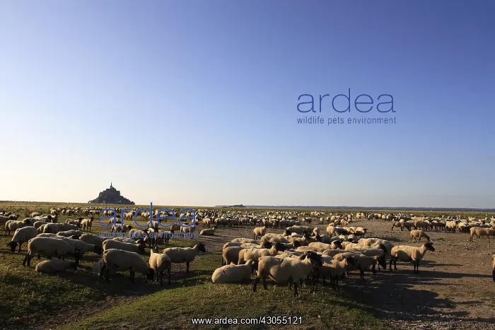  : Sheep pre-salted in the bay of Mont Saint-Michel France