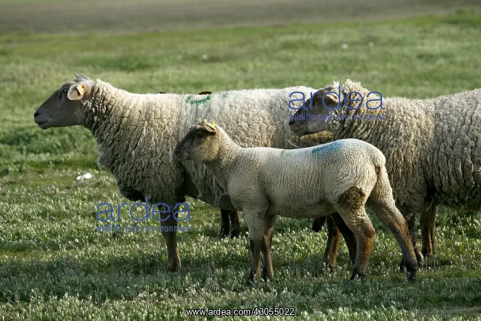 : Sheep pre-salted in the Salinas Saint-Martin-de-Brehal : Sheep pre-salted in the Salinas Saint-Martin-de-Brehal