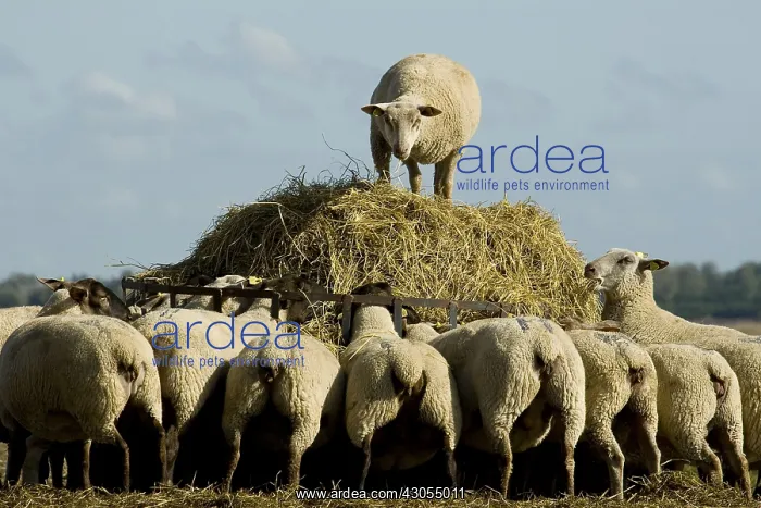 : Sheep pre-salted in the Salines Bricqueville sur Mer : Sheep pre-salted in the Salines Bricqueville sur Mer