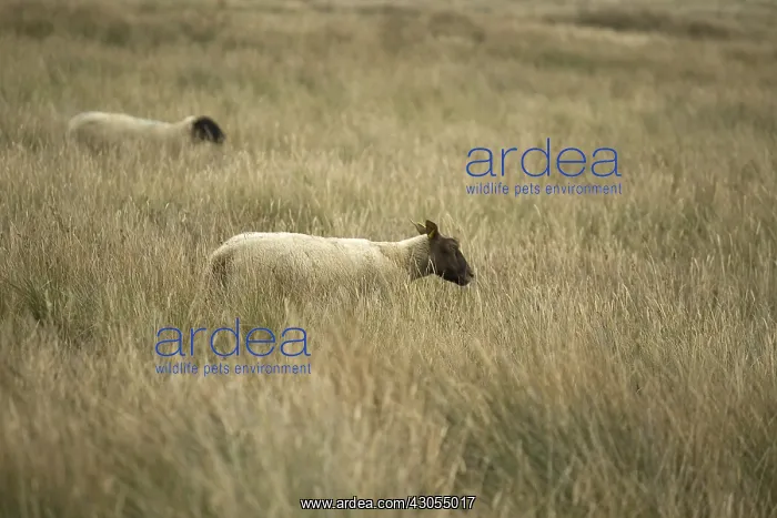 : Sheep pre-salted in the Salines Bricqueville sur Mer : Sheep pre-salted in the Salines Bricqueville sur Mer