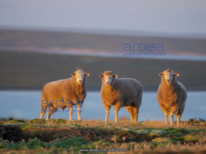 : Sheep (ram). Sheep farming is still of great economic : Sheep (ram). Sheep farming is still of great economic