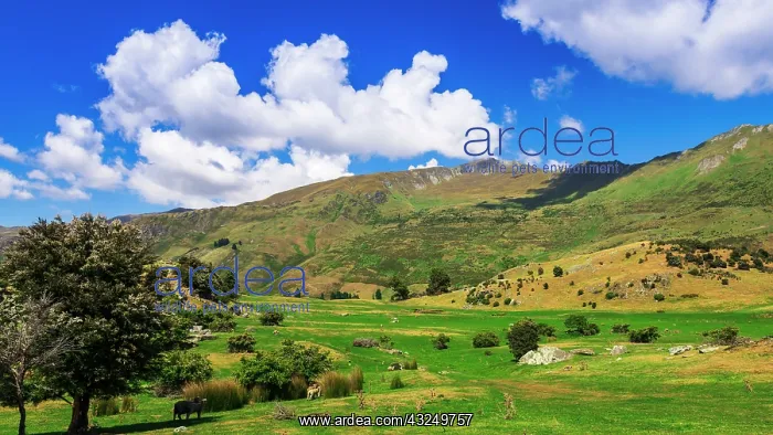  : Sheep ranch on the shore of Lake Wanaka, Otago
