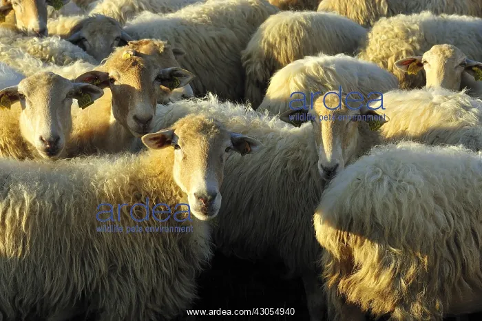: Sheep red head Manech Basque Country France : Sheep red head Manech Basque Country France