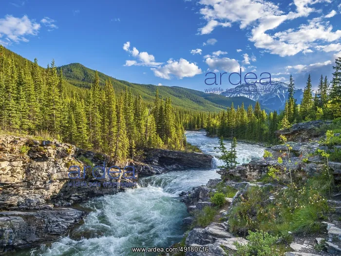 : Sheep River Falls in the Rocky Mountains of southwest Alberta : Sheep River Falls in the Rocky Mountains of southwest Alberta