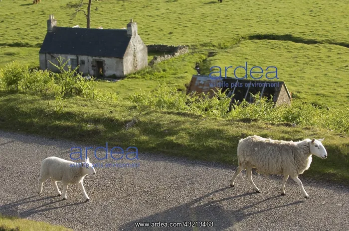  : Sheep on the road to Applecross Kalnakil Highland Scotland