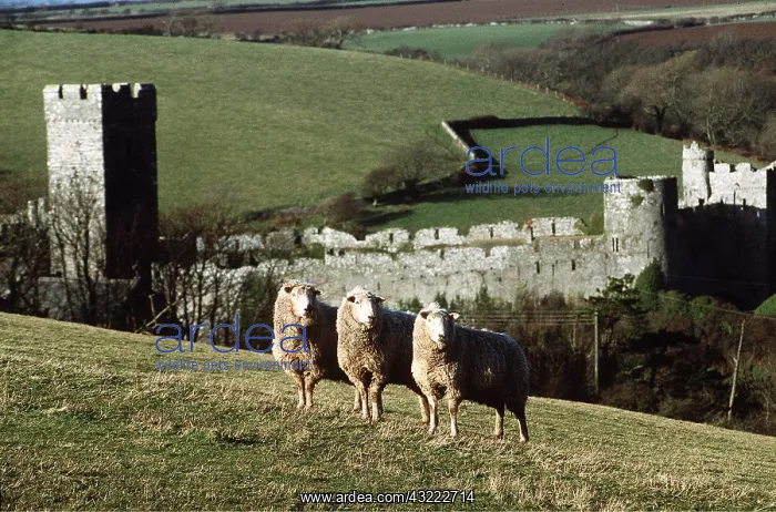 : SHEEP - three in a row : SHEEP - three in a row