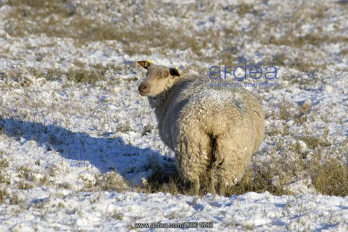 : Sheep of the salt marsh Salines Bricqueville-sur-Mer France : Sheep of the salt marsh Salines Bricqueville-sur-Mer France