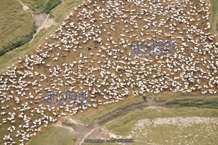 : Sheep in salt marshes in the Bay of Somme France : Sheep in salt marshes in the Bay of Somme France