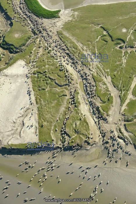 : Sheep salt meadows - Baie de Somme Picardie France : Sheep salt meadows - Baie de Somme Picardie France