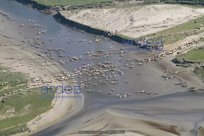 : Sheep salt meadows - Baie de Somme Picardie France : Sheep salt meadows - Baie de Somme Picardie France