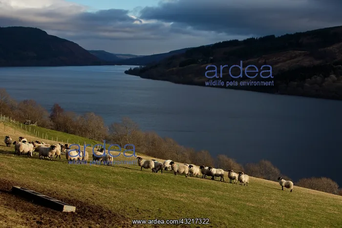 : Sheep - Scotland : Sheep - Scotland